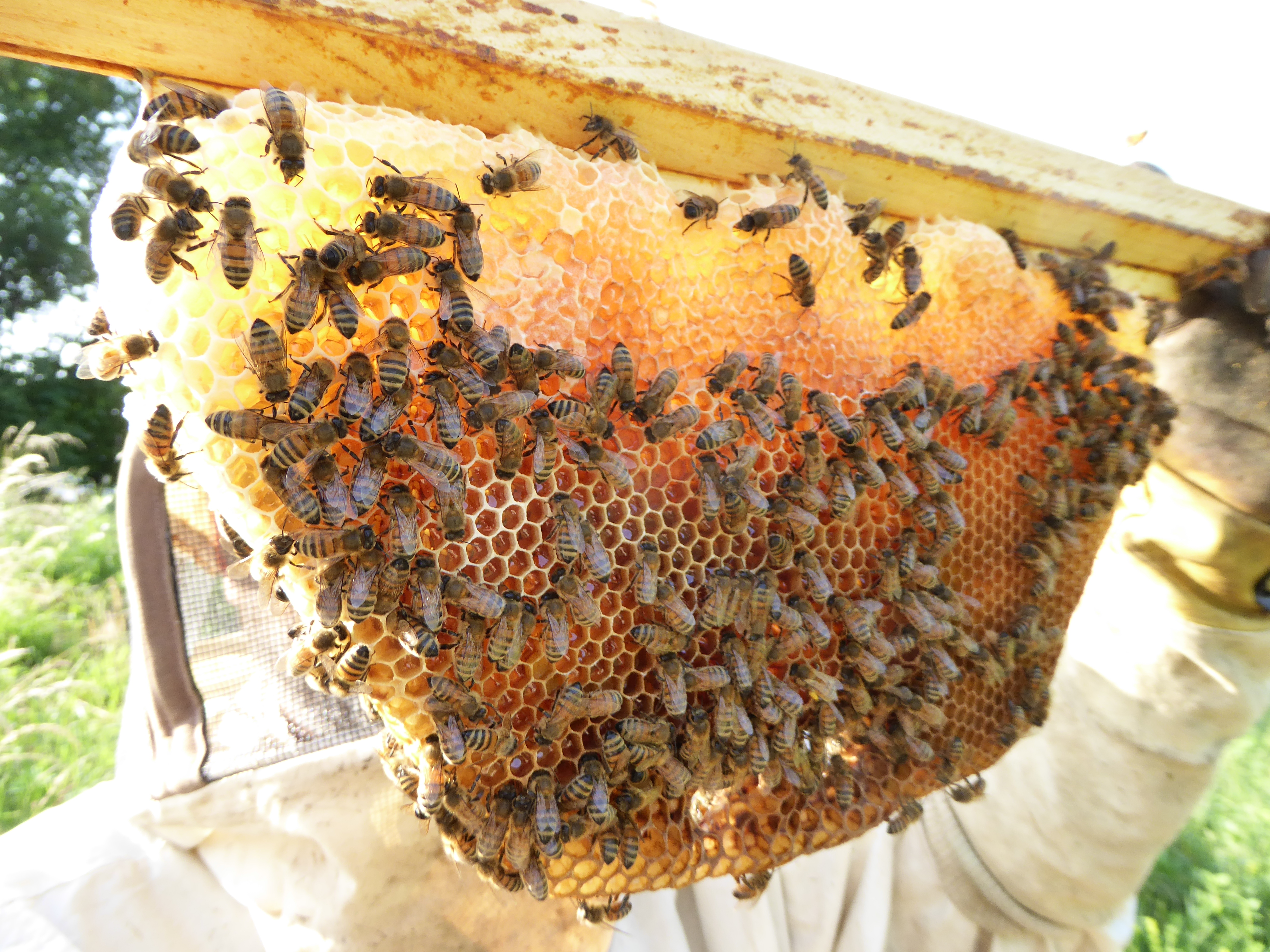 beekeeping wba api naturale biodiversità conservazione bioapi