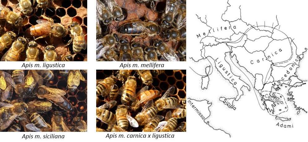apis mellifera sottospecie carta di san michele beekeeping